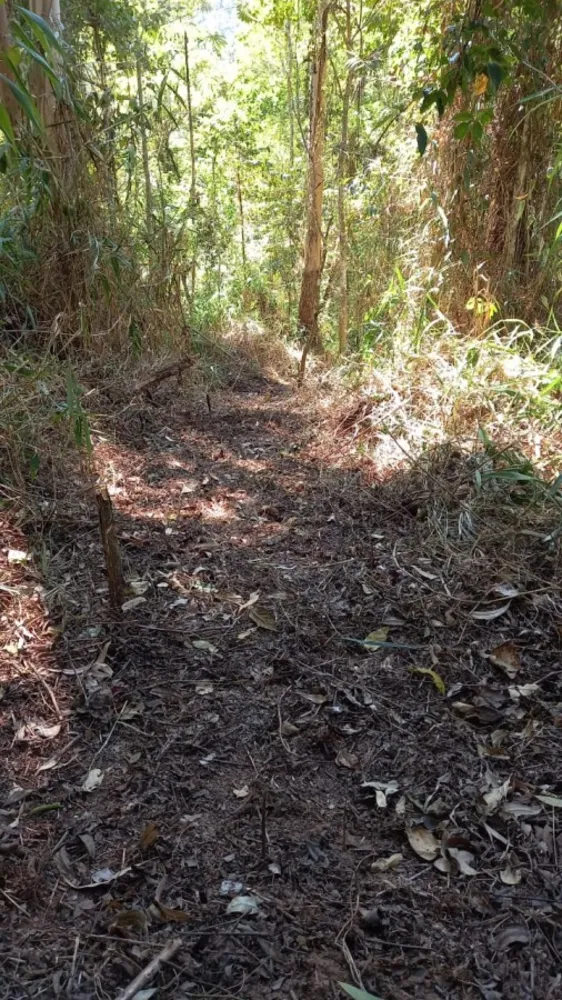 Terreno, 5 hectares - Foto 12