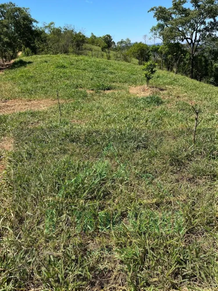 Terreno, 3 hectares - Foto 6