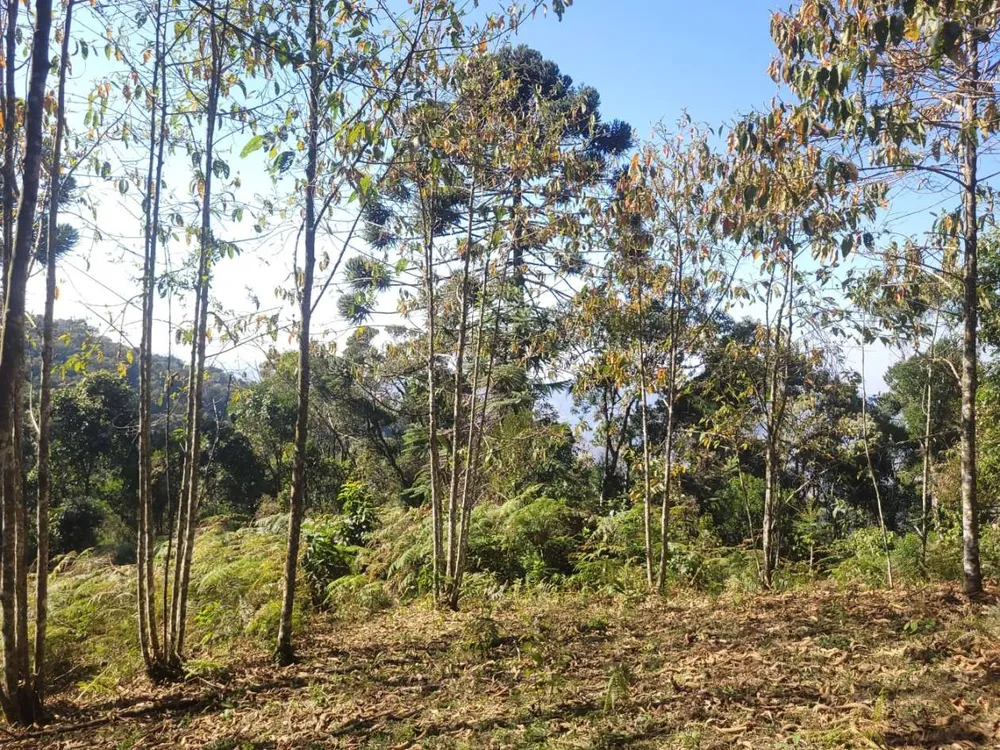Terreno, 9 hectares - Foto 9