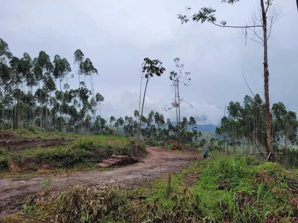 Terreno, 3 hectares - Foto 6