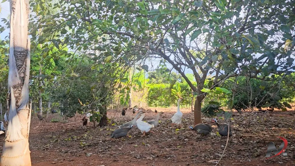 Chácara, 2 quartos, 14 hectares - Foto 12
