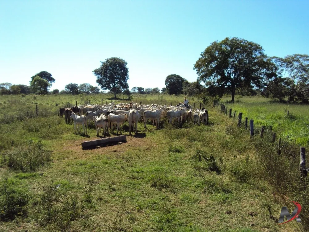 Fazenda, 4 hectares - Foto 7