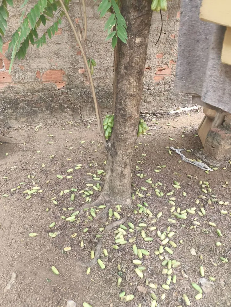 Casa, 3 quartos, 300 m² - Foto 6