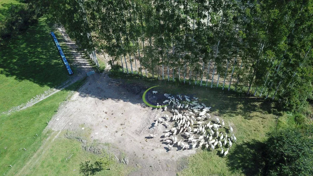 Fazenda à venda com 4 quartos, 320000000M2 - Foto 3