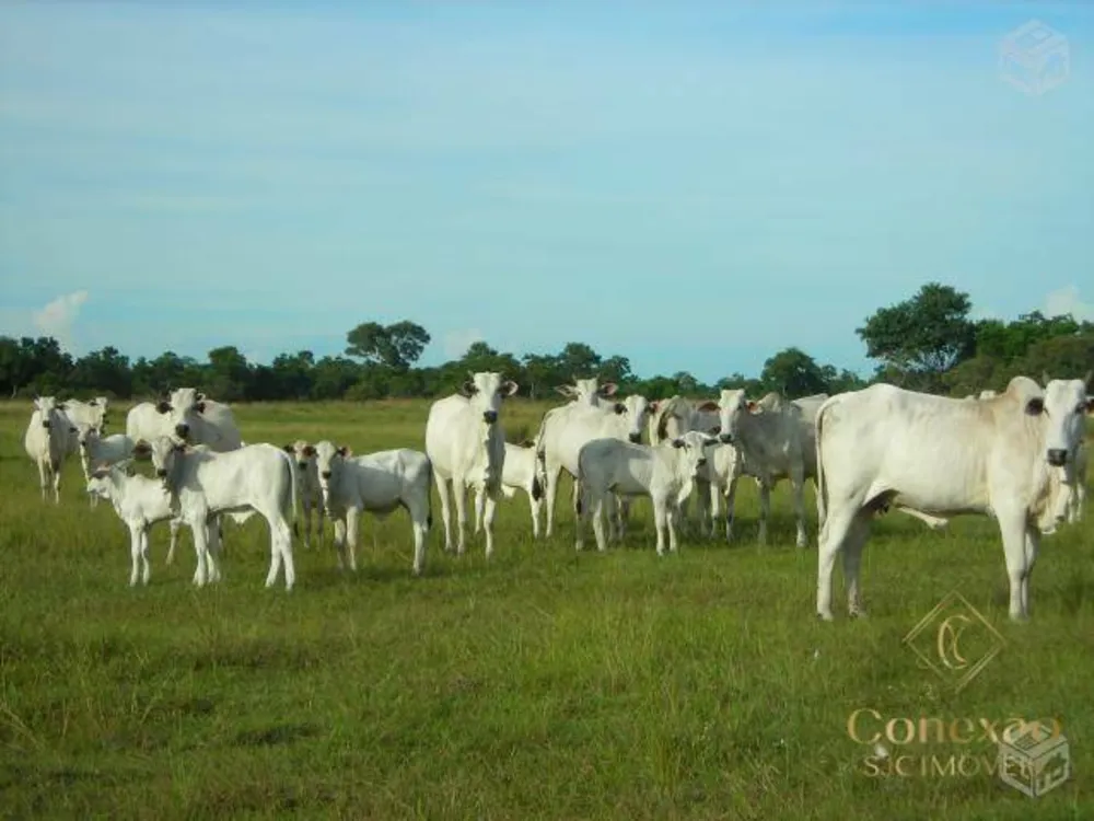 Fazenda, 879450785 hectares - Foto 12