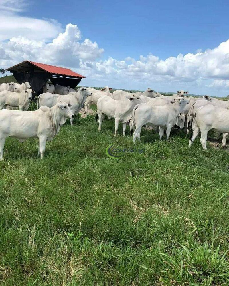 Fazenda à venda com 3 quartos, 60000000M2 - Foto 13