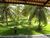 Fazenda-Sítio-Chácara, 6000 hectares - Foto 10