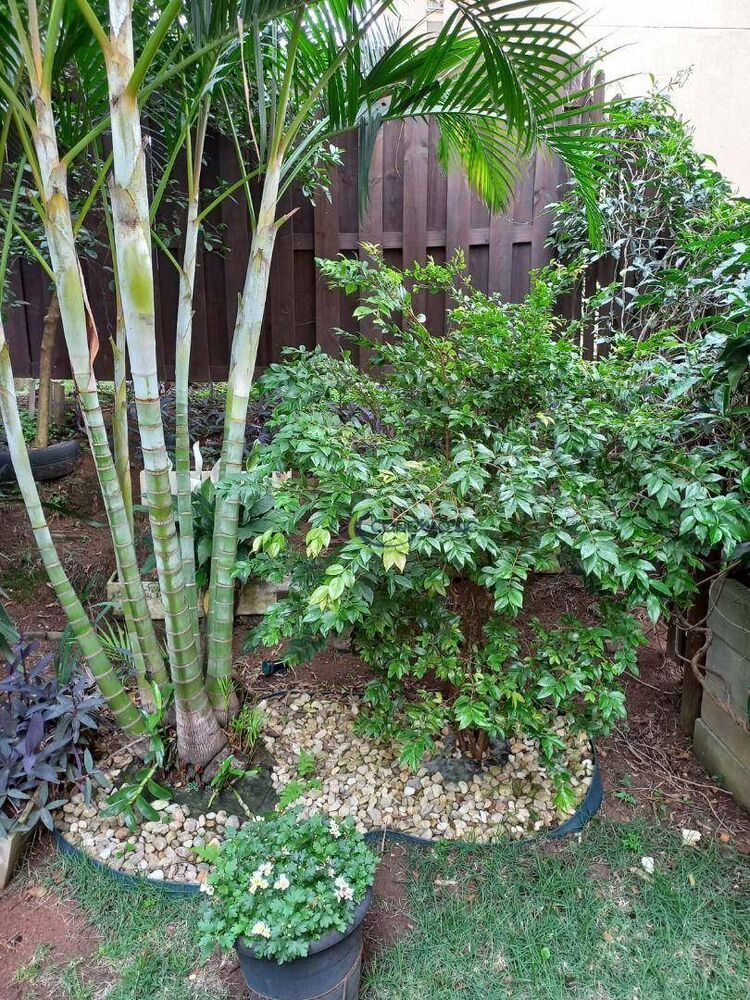 Terreno, 3 hectares - Foto 1