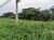 Terreno, 450 m² - Foto 3