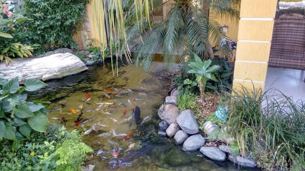 Chácara, 6 quartos, 5000 m² - Foto 4