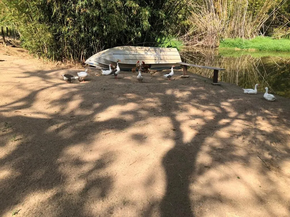 Sítio - Foto 7