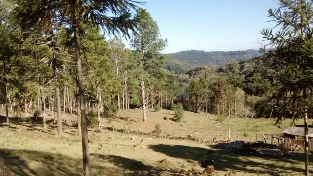 Terreno, 3 hectares - Foto 4