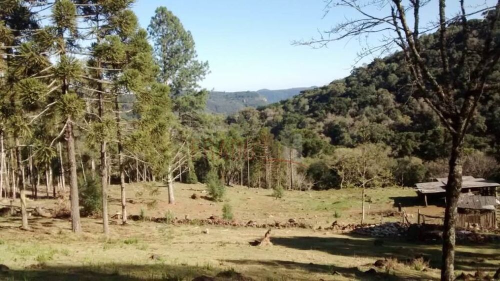 Terreno, 3 hectares - Foto 4
