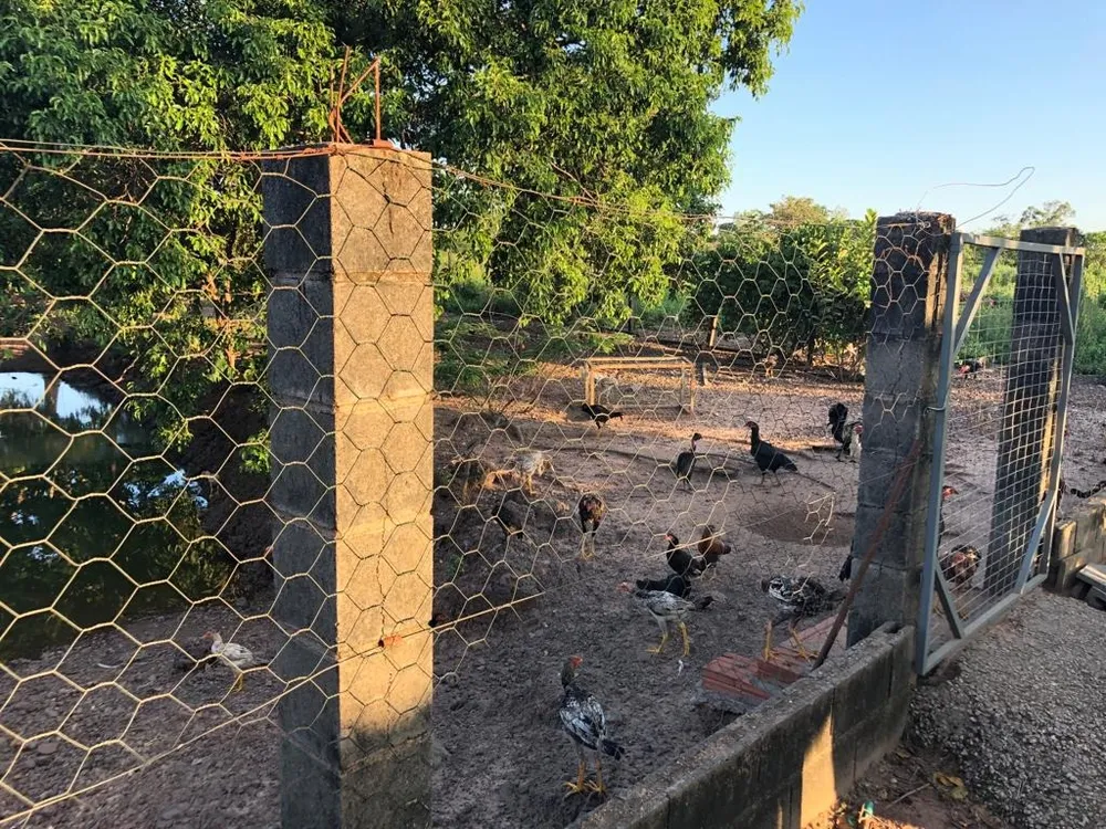 Chácara, 3 quartos, 2 hectares - Foto 6