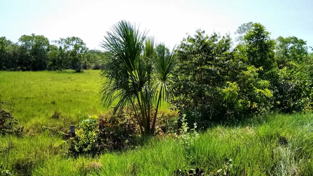 Sítio, 55 quartos, 38 m² - Foto 5