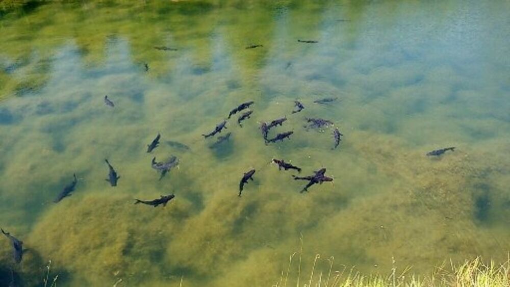 Sítio, 55 quartos, 38 m² - Foto 11