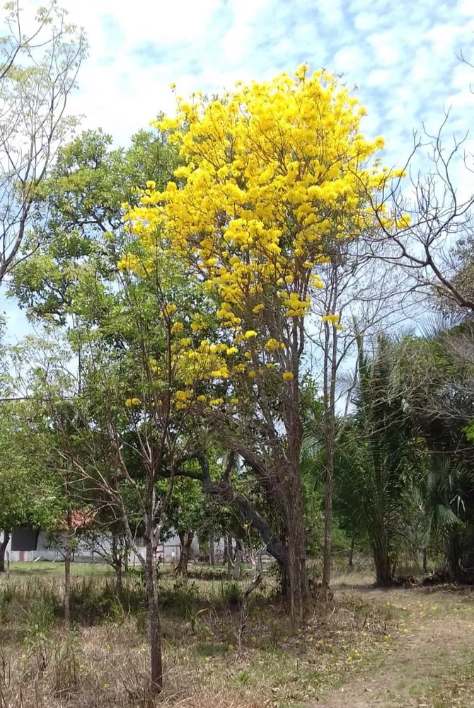 Sítio, 55 quartos, 38 m² - Foto 4