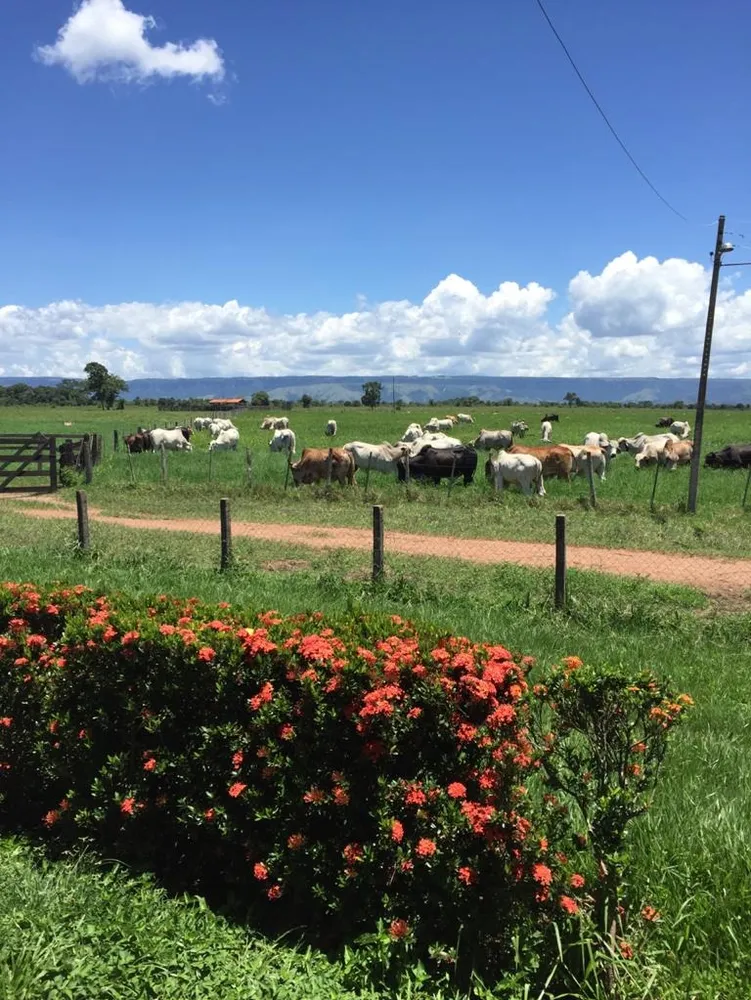 Fazenda, 4 quartos - Foto 5