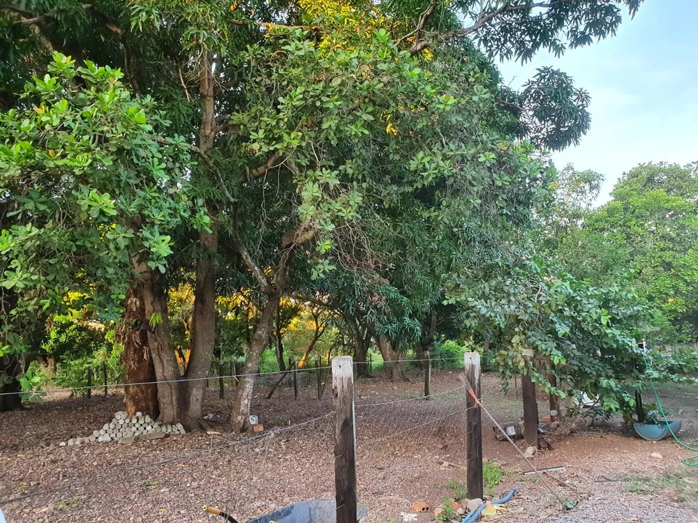 Chácara, 4 hectares - Foto 3
