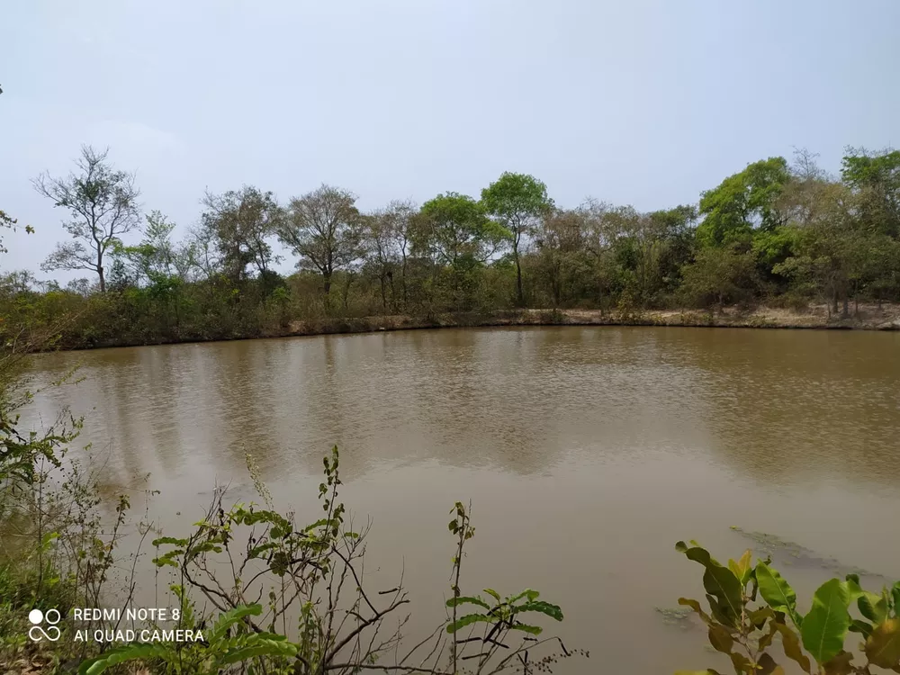 Chácara, 4 hectares - Foto 11