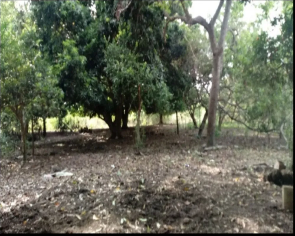 Fazenda, 7 quartos - Foto 6