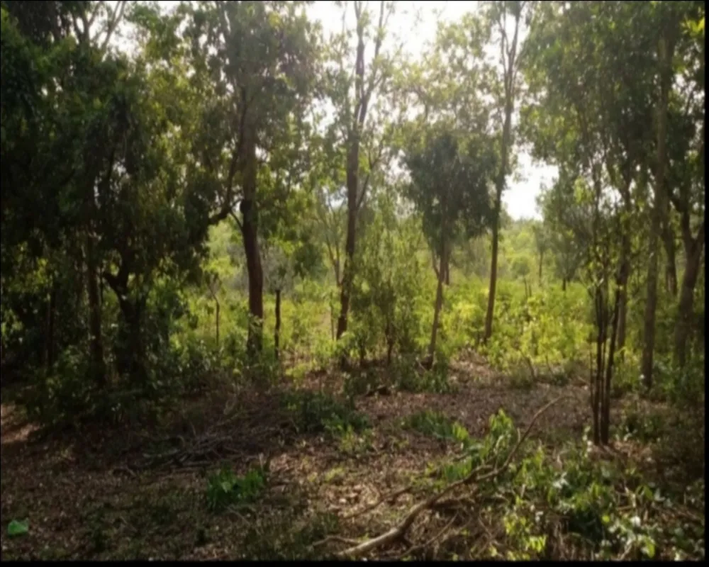 Fazenda, 7 quartos - Foto 7