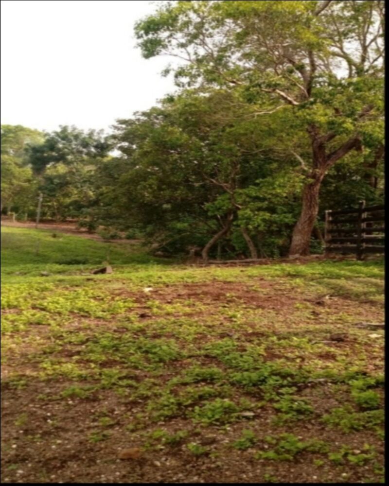 Chácara à venda com 7 quartos, 63m² - Foto 3