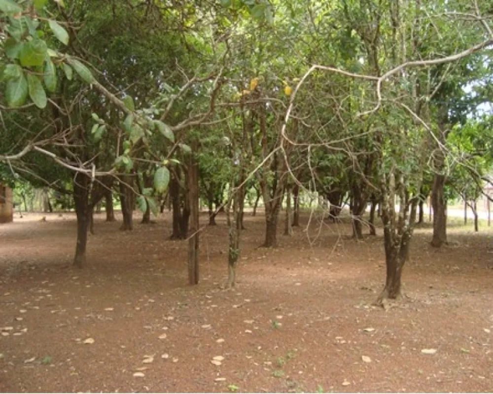 Chácara, 1 quarto, 1 m² - Foto 1