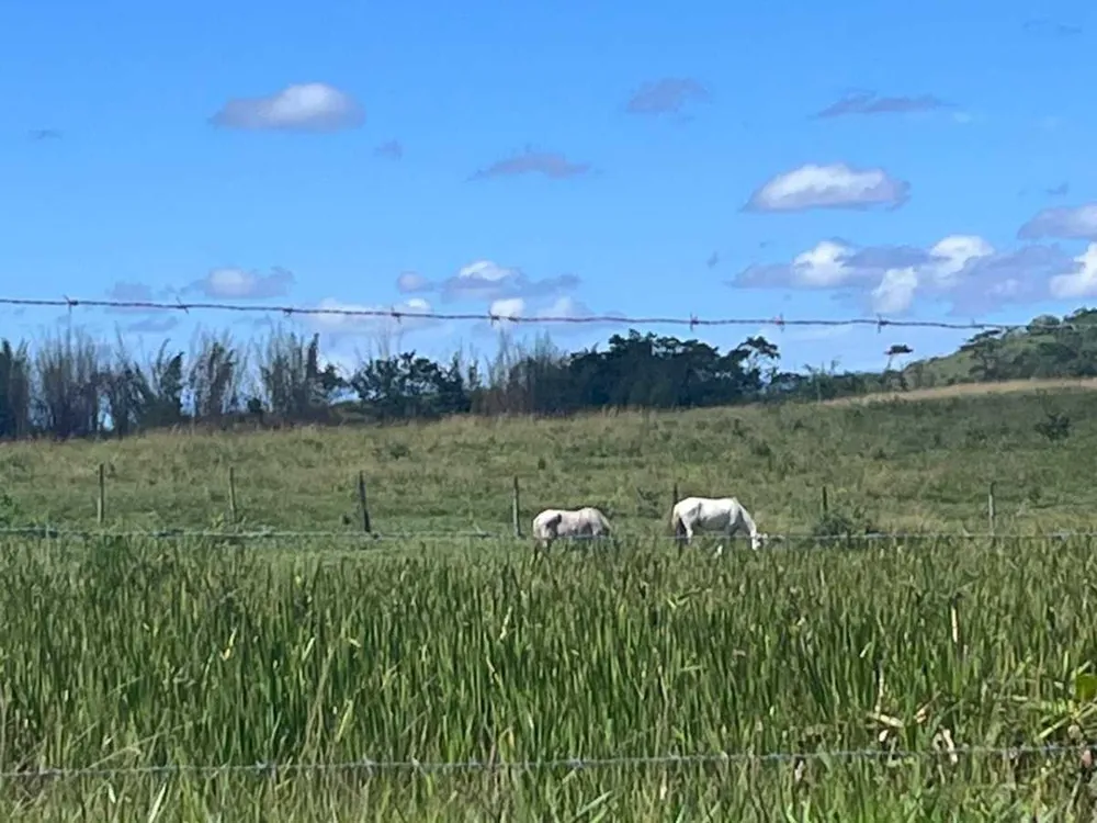 Fazenda, 126 hectares - Foto 28