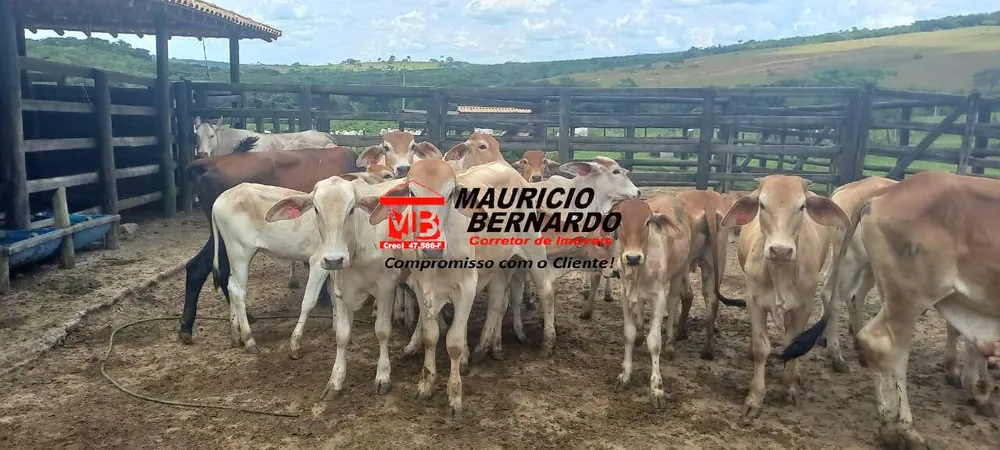 Fazenda, 420 m² - Foto 6