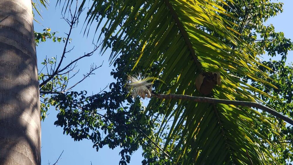 Terreno, 1467 m² - Foto 3