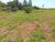 Sítio, 2 quartos, 2 hectares - Foto 4