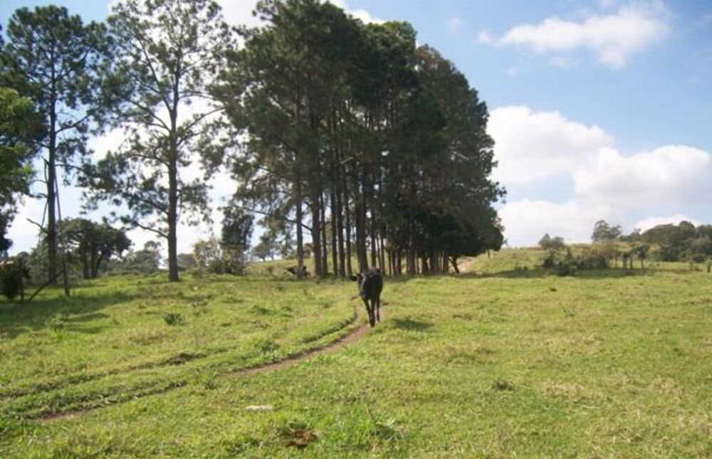 Terreno, 12 hectares - Foto 3