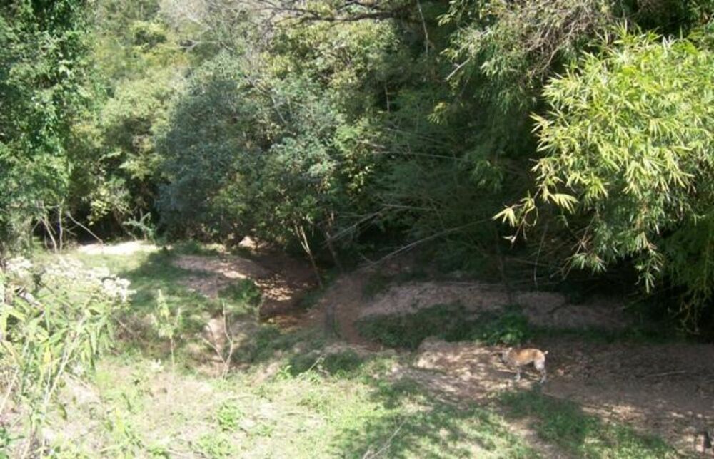 Terreno, 12 hectares - Foto 2