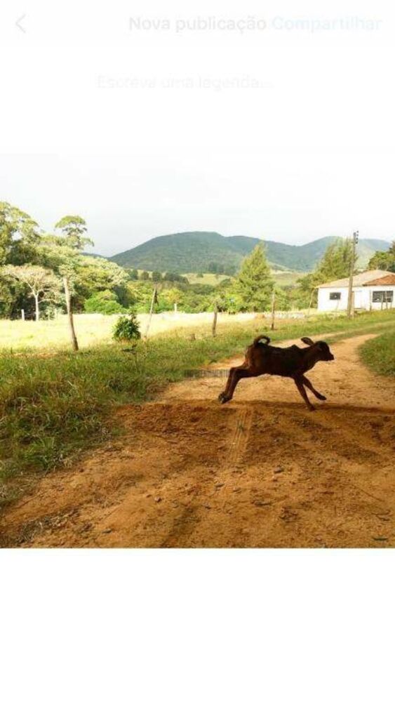 Sítio à venda e aluguel com 8 quartos, 700m² - Foto 4