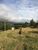Sítio, 8 quartos, 7 hectares - Foto 2
