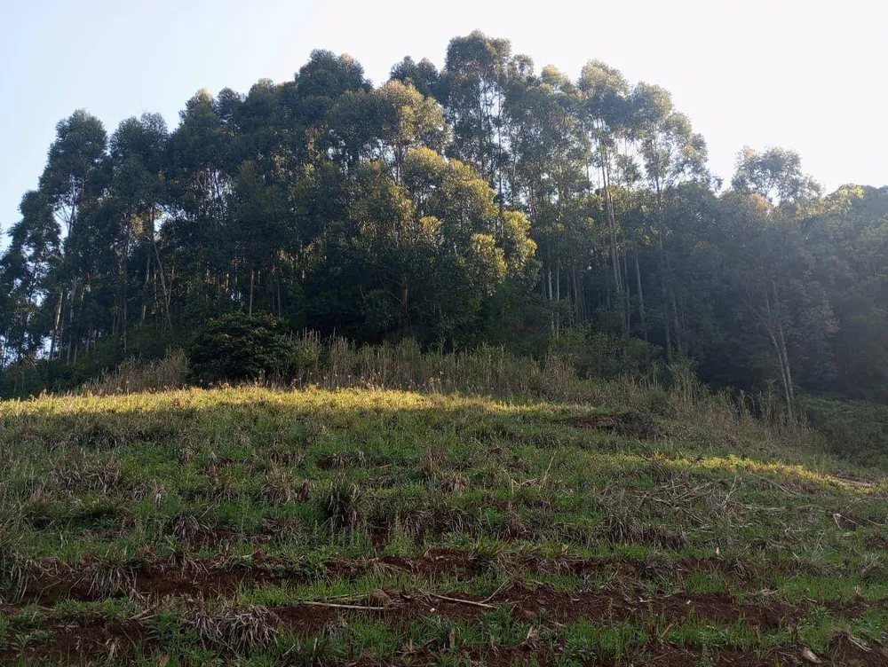 Chácara, 4 hectares - Foto 6