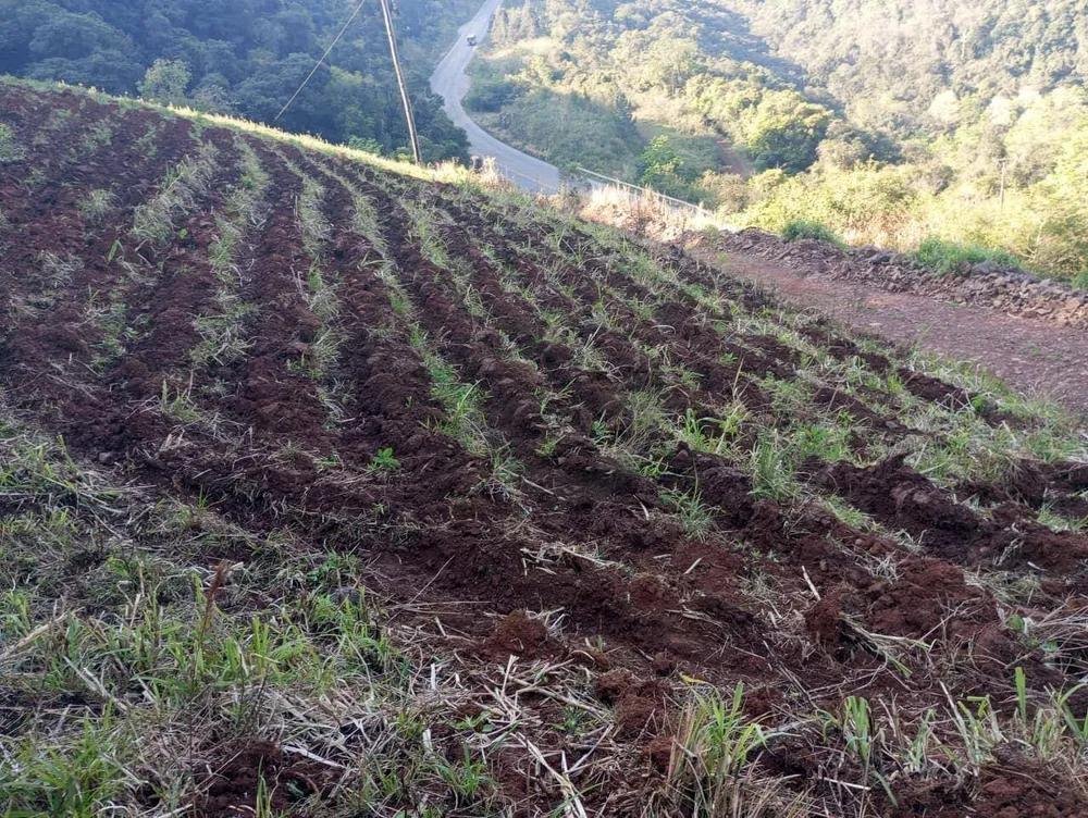 Chácara, 4 hectares - Foto 11