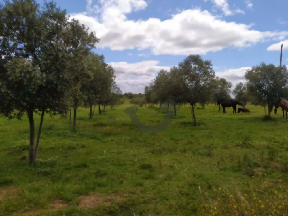 Terreno, 46 hectares - Foto 3