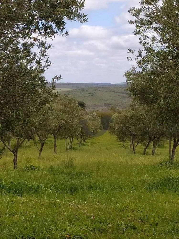 Terreno, 46 hectares - Foto 6