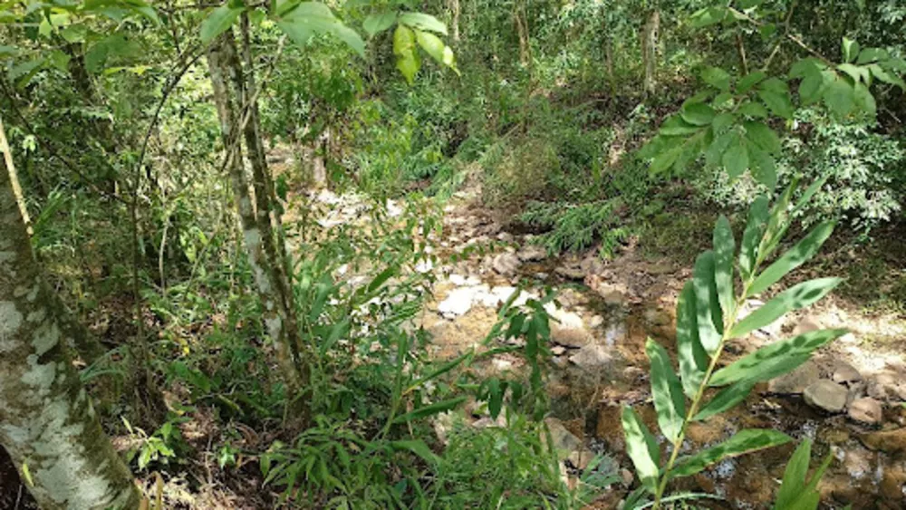 Chácara, 5 quartos, 6 hectares - Foto 1