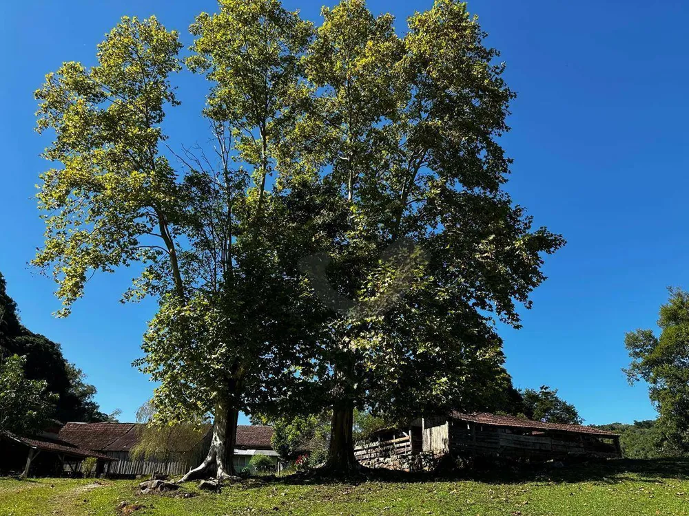 Sítio, 46 hectares - Foto 11