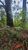 Terreno, 250 m² - Foto 4