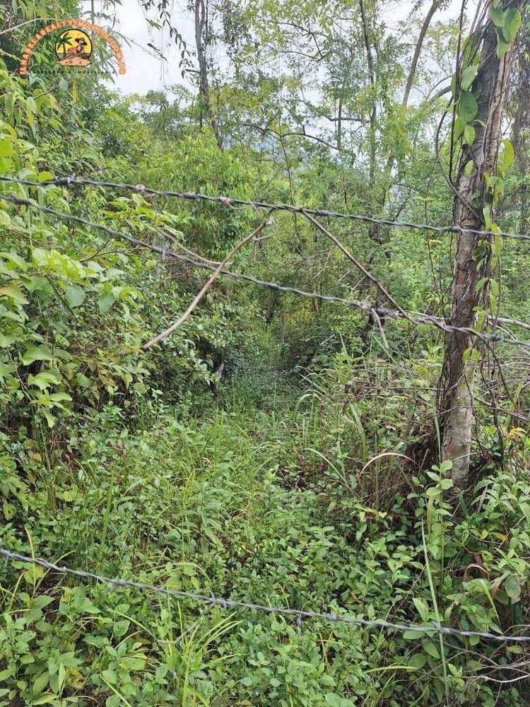 Terreno, 4 hectares - Foto 4