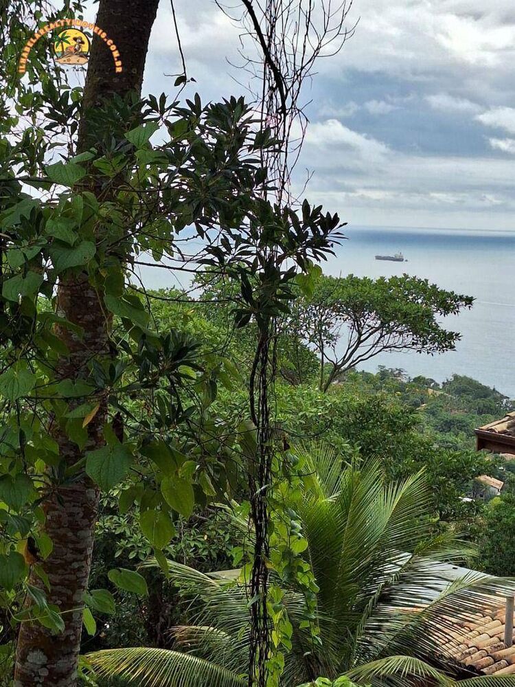 Terreno, 4 hectares - Foto 3