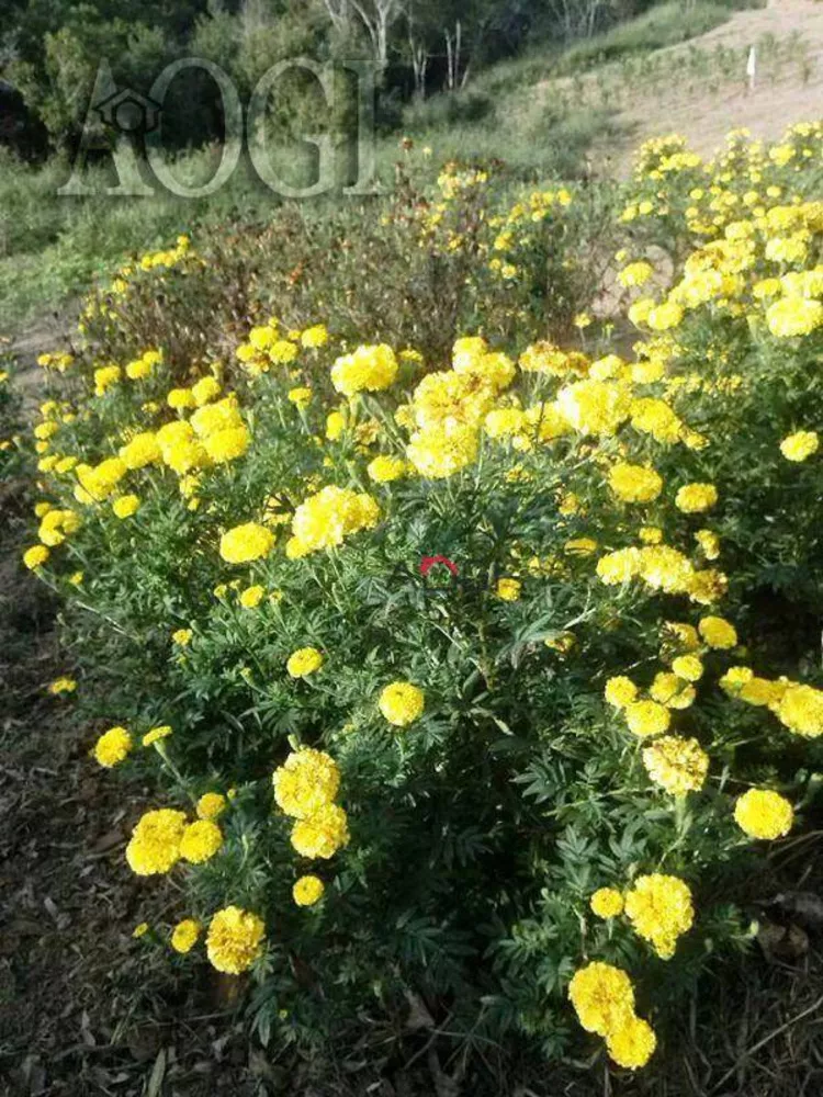 Sítio, 6 quartos, 14 hectares - Foto 9