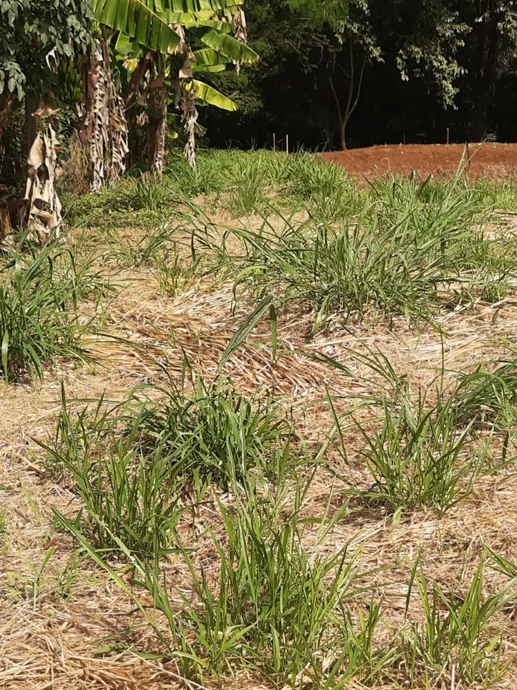 Terreno, 2500 m² - Foto 2