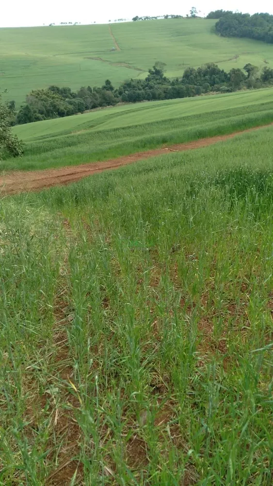 Sítio, 17 hectares - Foto 2