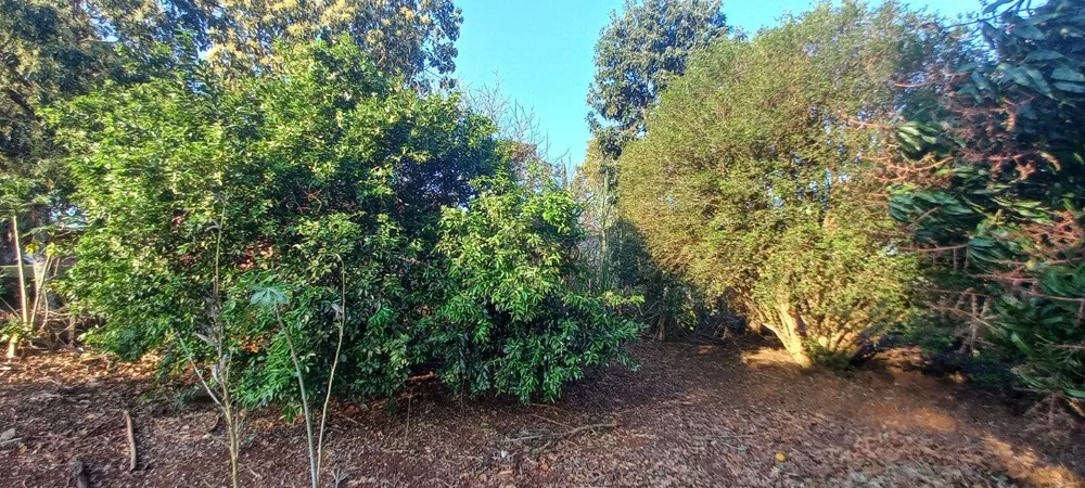 Chácara, 2 quartos, 6000 m² - Foto 2