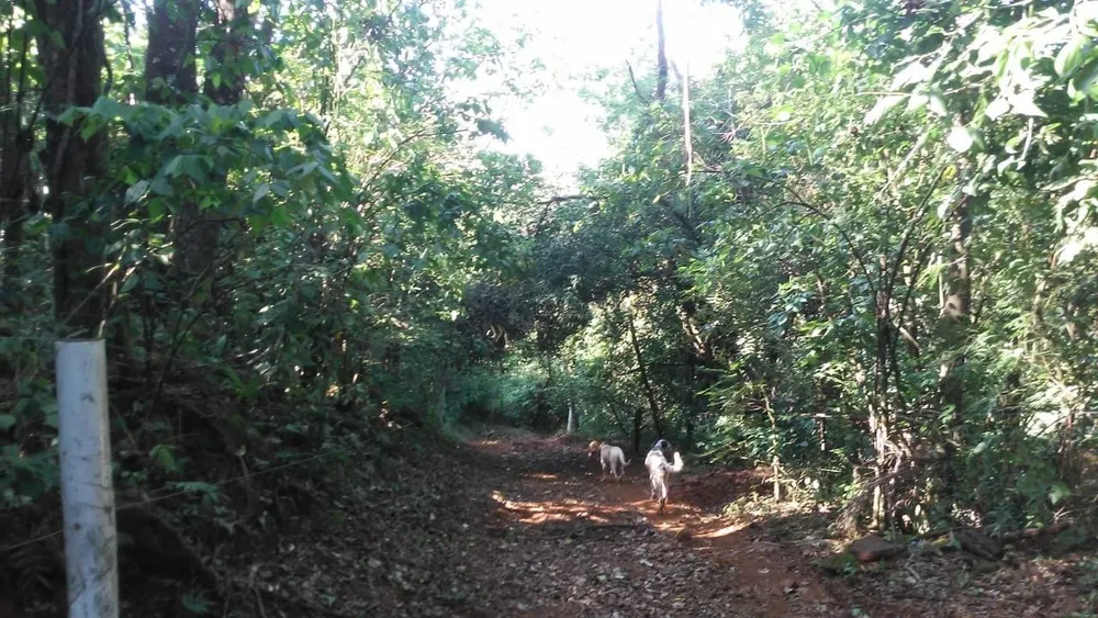Sítio, 16 hectares - Foto 3